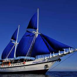 Philippine Siren - Visayas - 10 nuits